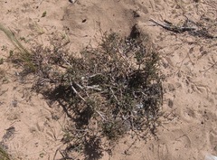 Hermannia joubertiana