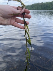 Potamogeton robbinsii