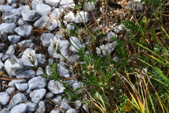 Astragalus austrosibiricus
