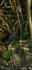 Brachydiplax sobrina