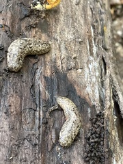 Philomycus carolinianus
