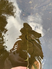 Potamogeton robbinsii