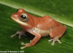 Pseudophilautus auratus