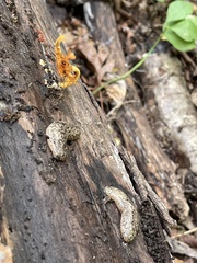 Philomycus carolinianus
