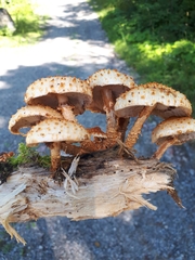 Pholiota