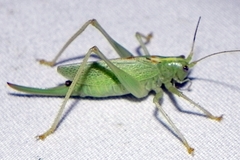 Meconema thalassinum