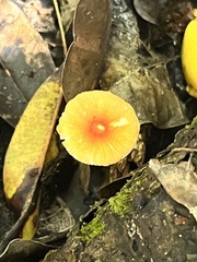Heimiomyces tenuipes
