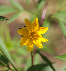 Bidens aristosa