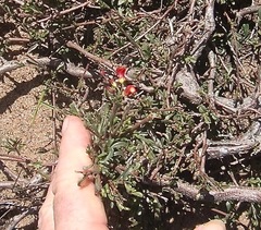 Hermannia joubertiana