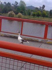 Anser anser domesticus