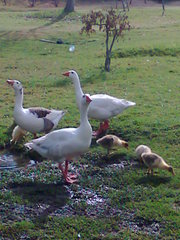 Anser anser domesticus