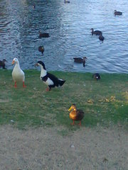 Anser anser domesticus