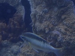 Scolopsis margaritifera