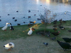 Anser anser domesticus