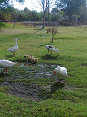 Anser anser domesticus