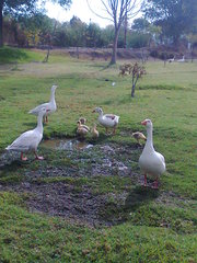 Anser anser domesticus