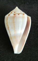 Conus mus