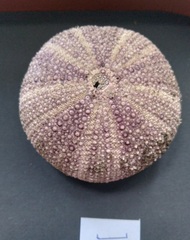 Strongylocentrotus intermedius