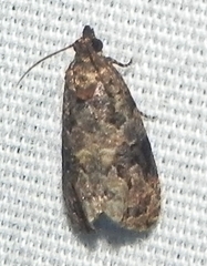 Endothenia hebesana
