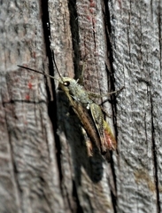 Chorthippus biguttulus