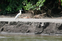 Pilherodius pileatus