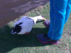 Anser anser domesticus