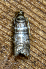 Sciota uvinella