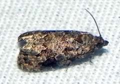 Endothenia hebesana