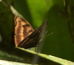Junonia iphita