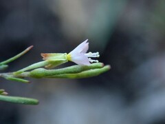 Gayophytum