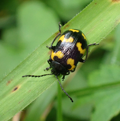 Gallerucida bifasciata