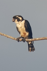 Microhierax fringillarius