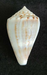 Conus mus