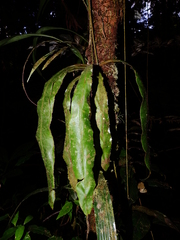 Elaphoglossum raywaense