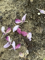 Wisteria sinensis