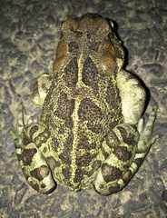 Sclerophrys pantherina
