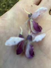 Wisteria sinensis