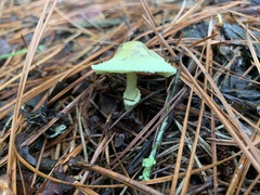 Leucocoprinus birnbaumii