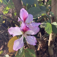 Bauhinia variegata