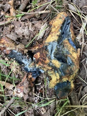 Neoboletus luridiformis