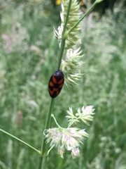 Cercopis vulnerata