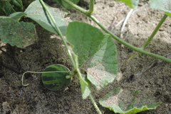 Cucumis melo agrestis