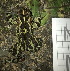 Sclerophrys pantherina