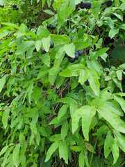 Lonicera nigra