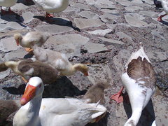 Anser anser domesticus