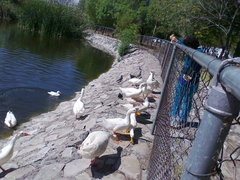 Anser anser domesticus