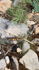 Acrotylus