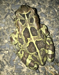 Sclerophrys pantherina