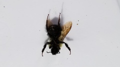 Bombus vagans
