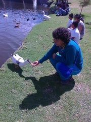 Anser anser domesticus